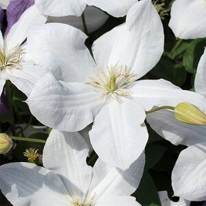 N}`X̕c/N}`XFTj[zCg4O|bg