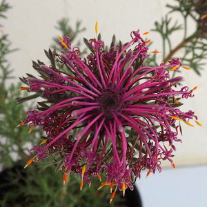 Ԗ ؂̕c/i킯jC\|SFh[tO[3`3.5|bg