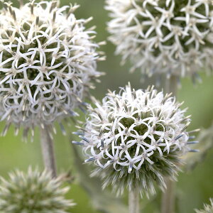 Ԃ̕c/GLmvXi^}AU~jFX^[tXg3.5|bg 2Zbg