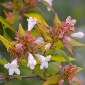 Ԗ ؂̕c/AxAFuYAjo[T[5|bg3Zbg