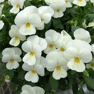 Ԃ̕c/[]rIF ݂邭3-3.5|bg 24Zbg