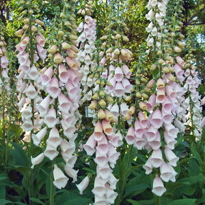 Ԃ̕c/WM^XitHbNXO[ujFAvRbg@3-3.5|bg 12Zbg