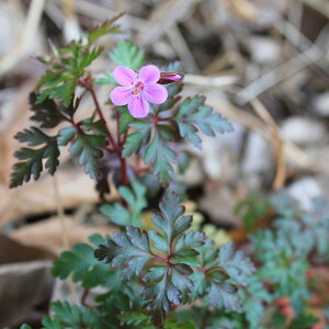 Ԃ̕c/QjEFbhr3-3.5|bg 12Zbg