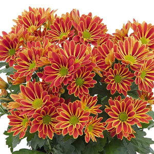 Ԃ̕c/|bg}iejFA[eBXeBbNA[~bh3.5|bg