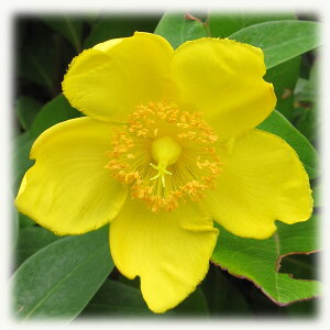 Ԗ ؂̕c/qyJFqfR[g5|bg 8Zbg