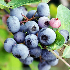 ʎ̕c/u[x[irbgACnjFS5|bg