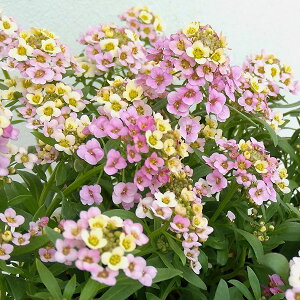 Ԃ̕c/AbTFVF2.5O-3.5|bg