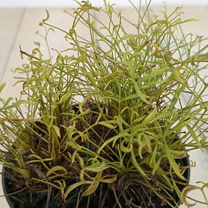 R쑐̕c/юViLVieEՎVjFюiAILVj2.5`3|bg