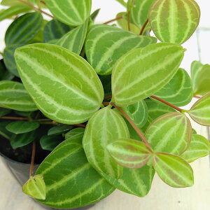 �ϗt�A��/�؂؃��~�A�F�A���O���[�^3���|�b�g