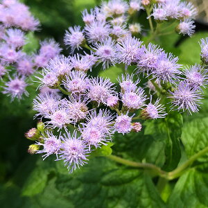 Ԃ̕c/i킯jtWoJ}i[pgEjFԃtWoJ}3|bg 2Zbg