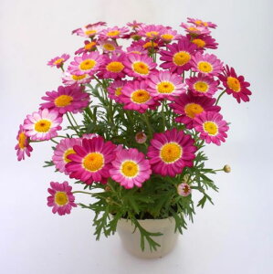 Ԃ̕c/}[KbgFAWFbNr[3.5|bg[11`12@3`6J ֑Ԑ̃}[Kbg]