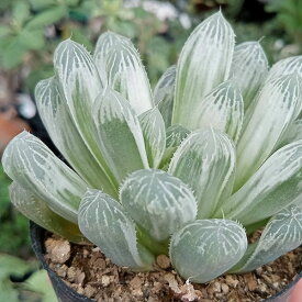 観葉植物/ハオルチア：オブツーサ フェリフェラ錦 2.5号ポット