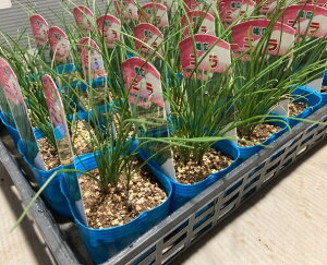 ؂̕c/jiLjFX[p[O[xg3|bg