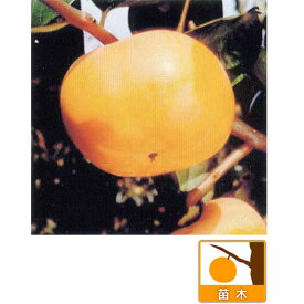 果樹の苗/カキ（柿）：かんしゅう（甘秋 ）4～5号ポット