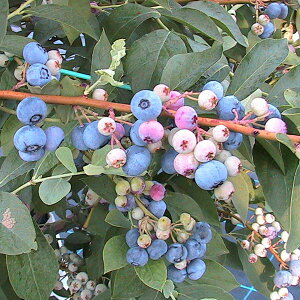 ʎ̕c/u[x[irbgACnjFn[j[5|bg