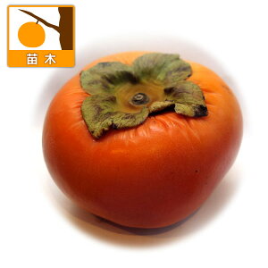 ʎ̕c/JLi`jF܂킹낤iO쑁Yj4|bg