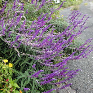 Ԃ̕c/[]Z[WFp[vLVJubV3|bg 24Zbg