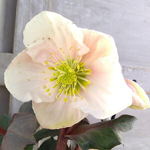 NX}X[YizjF*HGCtXeB[4.5|bg