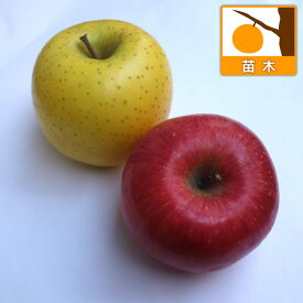 果樹の苗/リンゴ2種受粉樹セット：ふじ（富士）と王林（おうりん）4～5号ポット