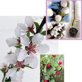 果樹の苗/ユスラウメ2種セット：赤実と白実4～5号ポット