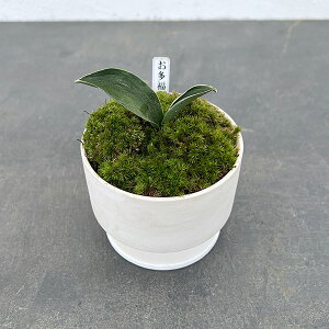 ϗtA/IgiNjFEA^Ԑҁi͂ȂjEMt