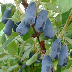 ʎ̕c/nXJbvinj[x[jF{AuU[h3.5`4|bg