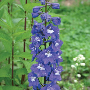 Ԃ̕c/ftBjEFubNiCg3.5|bg* 2Zbg