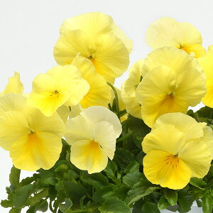 Ԃ̕c/pW[iقӂjFveBtH[@3`3.5|bg 12Zbg