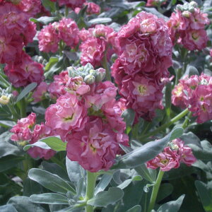 Ԃ̕c/XgbNFre[WJbp[iRbp[j3`3|bg 2Zbg