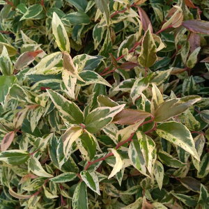 Ԃ̕c/mCieiVjFxC3|bg