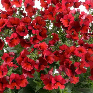 Ԃ̕c/lVAFlVA@o[KfB3.5|bg