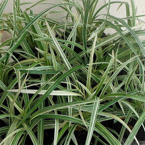 []uiIyjFVo[hS5|bg 8Zbg