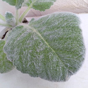 Ԃ̕c/TrAFAQeBAi낭܂j3.5|bg