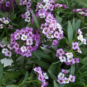 Ԃ̕c/AbTFx_[Xg[3.5|bg