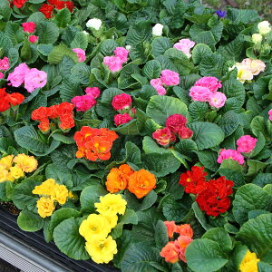 Ԃ̕c/vFLfBCuCgԐF~bNX3-3.5|bg 6Zbg