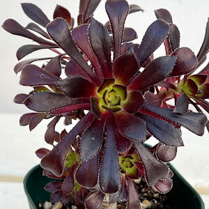 ϗtA/AGIjEF@tiNzEVj3|bg