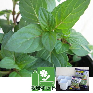 n[u̕c/NG`[|bgF~gFAJubNyp[~g͔|Zbgic3j