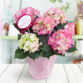 [送料無料][2026年 母の日ギフト][予約]アジサイ コメットハーモニー 4号鉢植え[あじさい 母の日プレゼント]