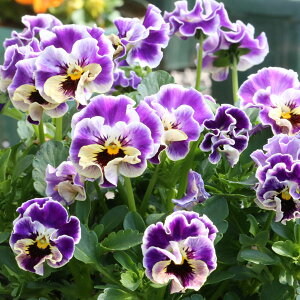 Ԃ̕c/MSKK[fփtWrIFA[k[{[ZsAiA\[gj3|bg