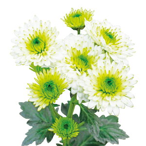 Ԃ̕c/[]ԂȂecFH̃_A炫@~g4|bg 15Zbg