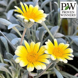 Ԃ̕c/KUjAFVo[tHbNX3-3.5|bg