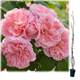 バラの苗/[送料無料]（わけあり特価）つるバラ：桜衣（さくらごろも）大苗長尺6号ポット