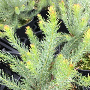 Ԗ ؂̕c/[JfhFS[ft@C[[NX5A