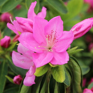 Ԗ ؂̕c/˃ccWFgΓ5|bg5Zbg