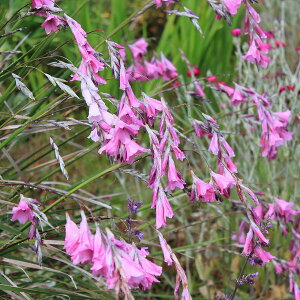 Ԃ̕c/fBG}Fp[v3-3.5|bg 6Zbg