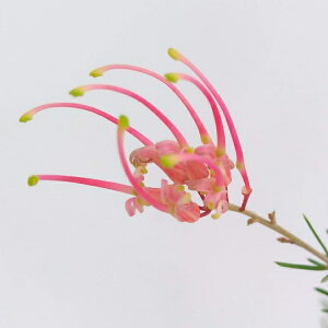 Ԗ ؂̕c/OBAFZpt[X5|bg