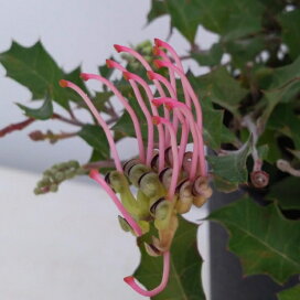 楽天市場 植物 花木 庭木の苗 オーストラリア花木 園芸ネット プラス