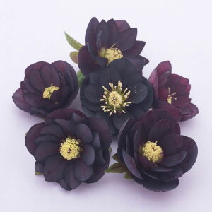 �����i�[�Z���[����̃N���X�}�X���[�Y�F�_�u���u���b�N�n3���|�b�g