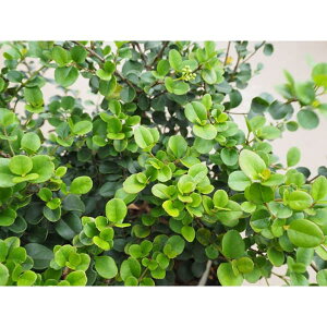 Ԗ ؂̕c/ro[iiK}Y~jFnAi3|bg