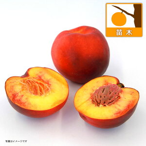 ʎ̕c/lN^FGiイقjږ4`5|bg